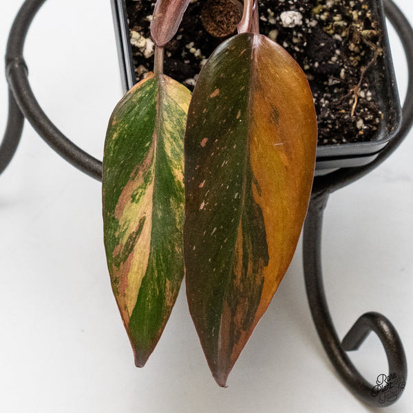 Philodendron 'Princess of Fire' (wk49-L)