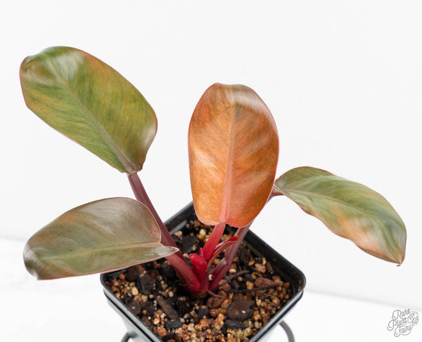 Philodendron 'Red Congo' Mint Variegated (wk12-I)