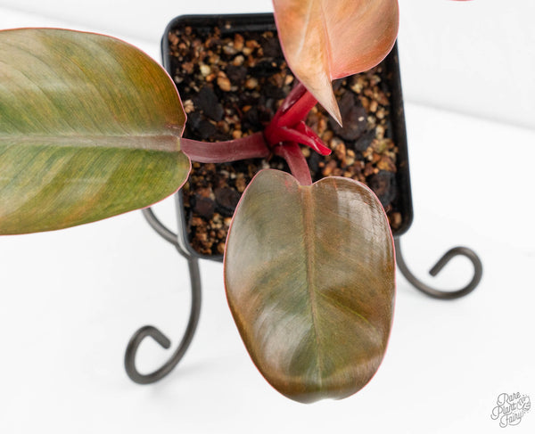 Philodendron 'Red Congo' Mint Variegated (wk12-I)