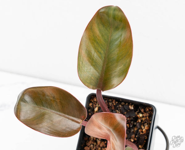 Philodendron 'Red Congo' Mint Variegated (wk12-I)