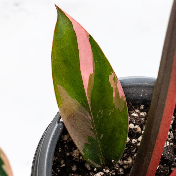 Philodendron 'Red Congo' Variegated (wk42-A)