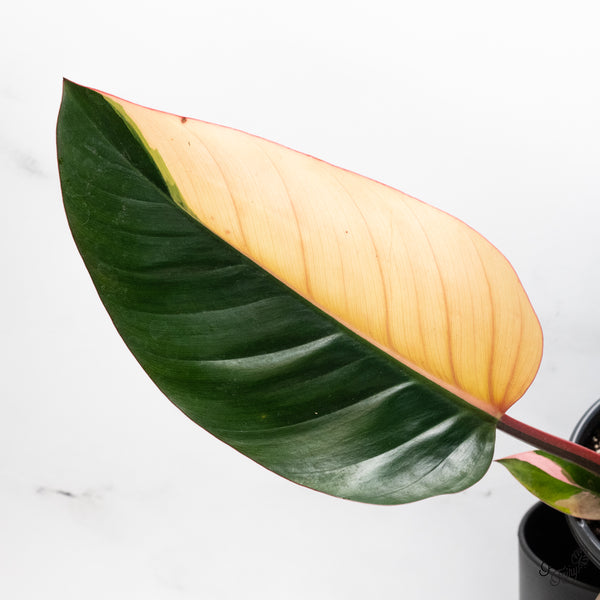 Philodendron 'Red Congo' Variegated (wk42-A)
