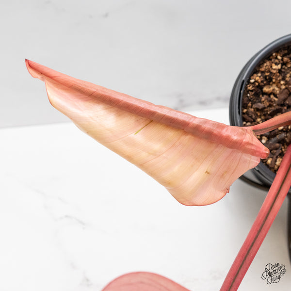 Philodendron 'Red Congo' Variegated (wk49-UE)