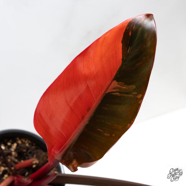 Philodendron 'Red Congo' Variegated (wk49-UE)