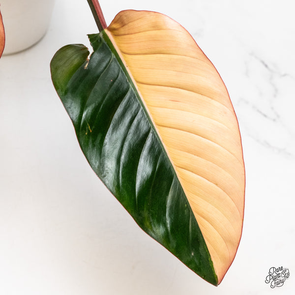 Philodendron 'Red Congo' Variegated (wk51-UJ)
