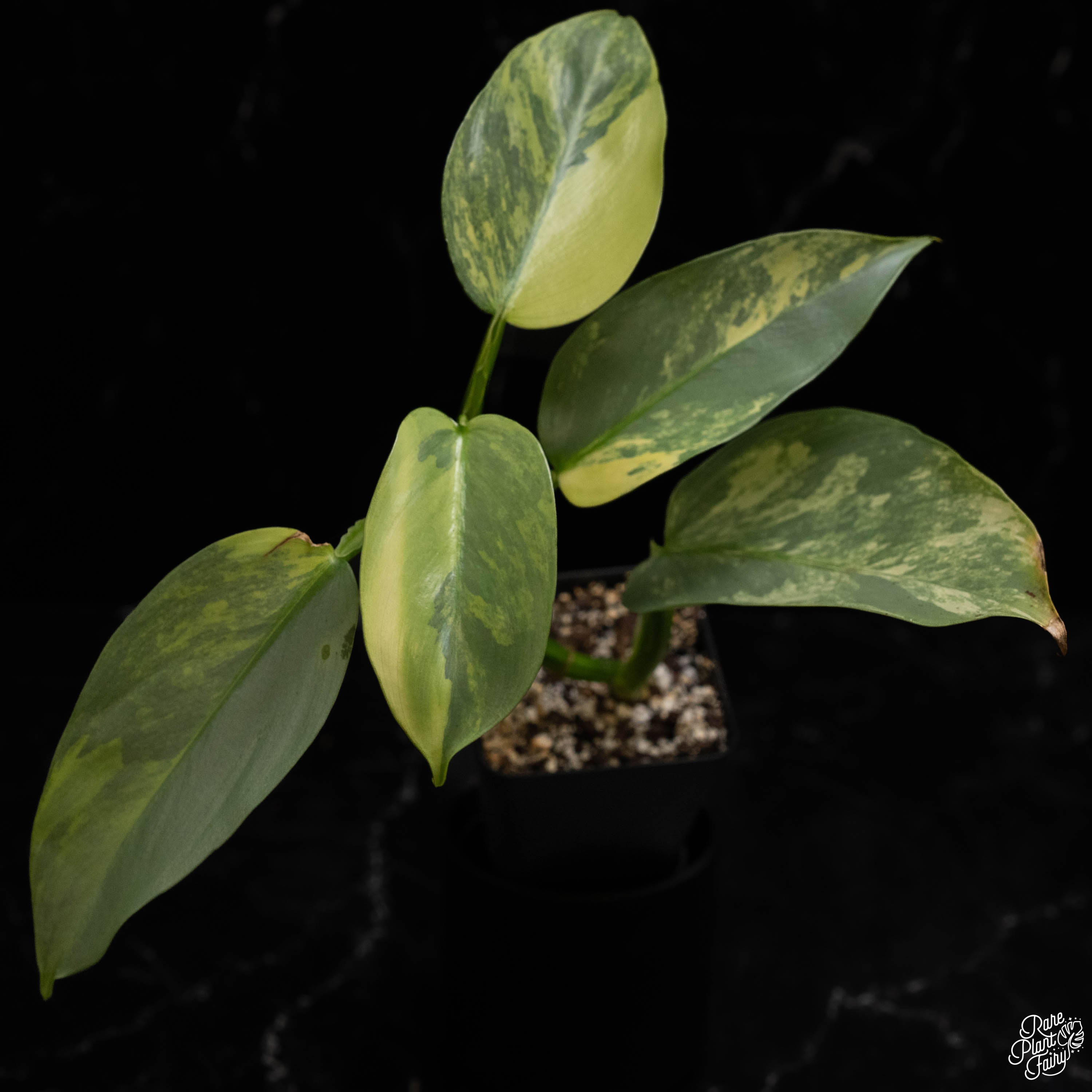 philodendron silver sword for sale Philodendron 'Silver Sword' variegated *Grower's Choice*