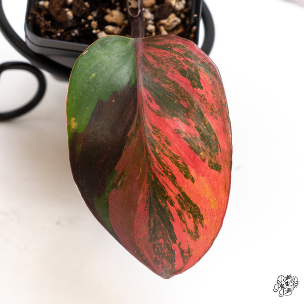 Philodendron Erubescens 'Skittles' ('White Knight Quadricolor') (wk46-C)