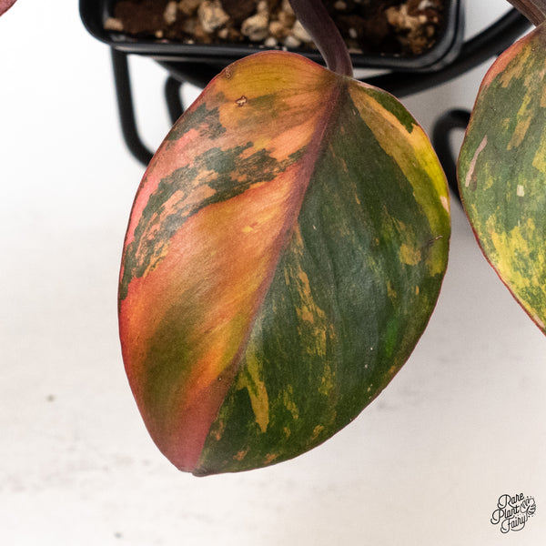 Philodendron Erubescens 'Skittles' ('White Knight Quadricolor') (wk46-C)