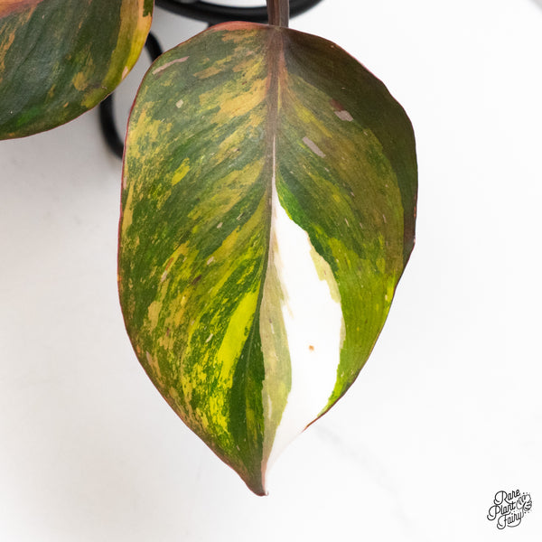 Philodendron Erubescens 'Skittles' ('White Knight Quadricolor') (wk46-C)