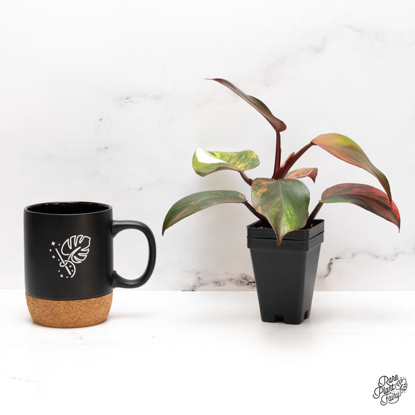 Philodendron Erubescens 'Skittles' ('White Knight Quadricolor') (wk46-C)