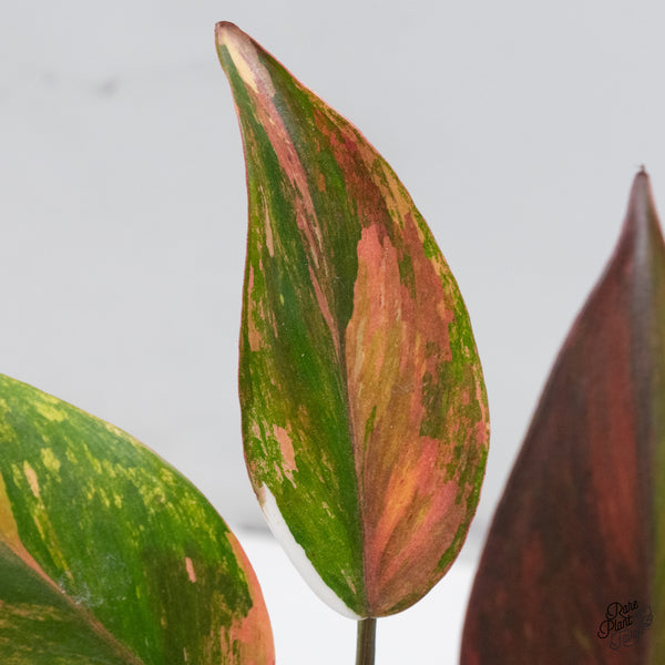 Philodendron Erubescens 'Skittles' ('White Knight Quadricolor') (wk49-UH)