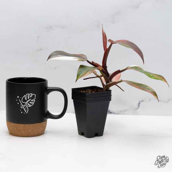 Philodendron Erubescens 'Skittles' ('White Knight Quadricolor') (wk49-UH)