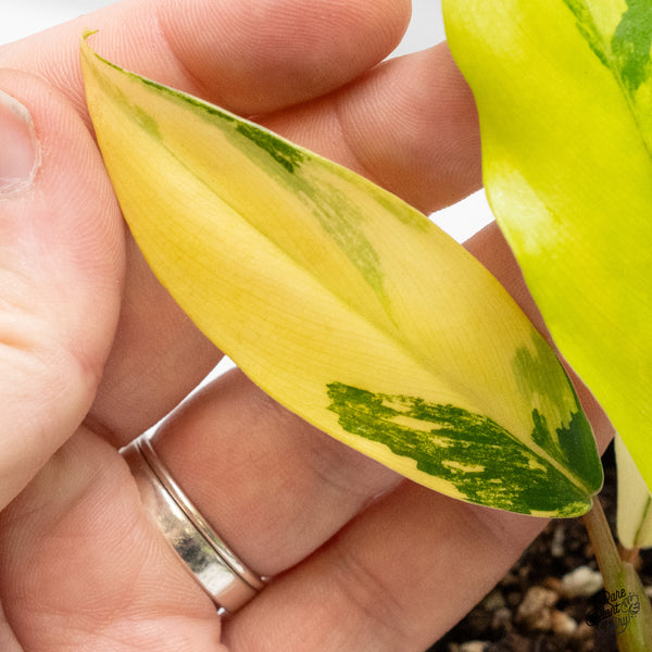Philodendron 'Thai Sunrise' Variegated (wk50-G)