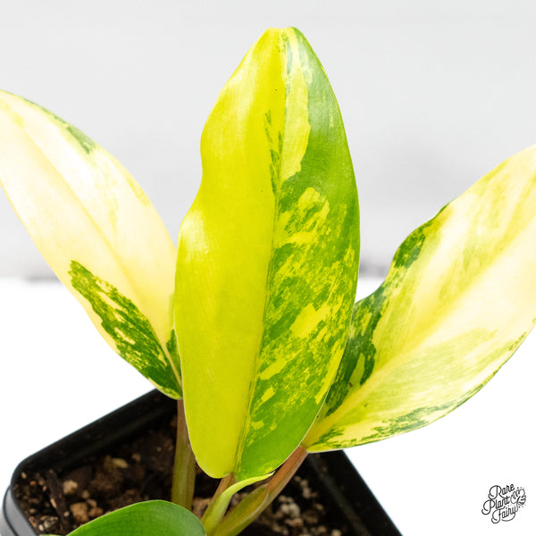 Philodendron 'Thai Sunrise' Variegated (wk50-G)