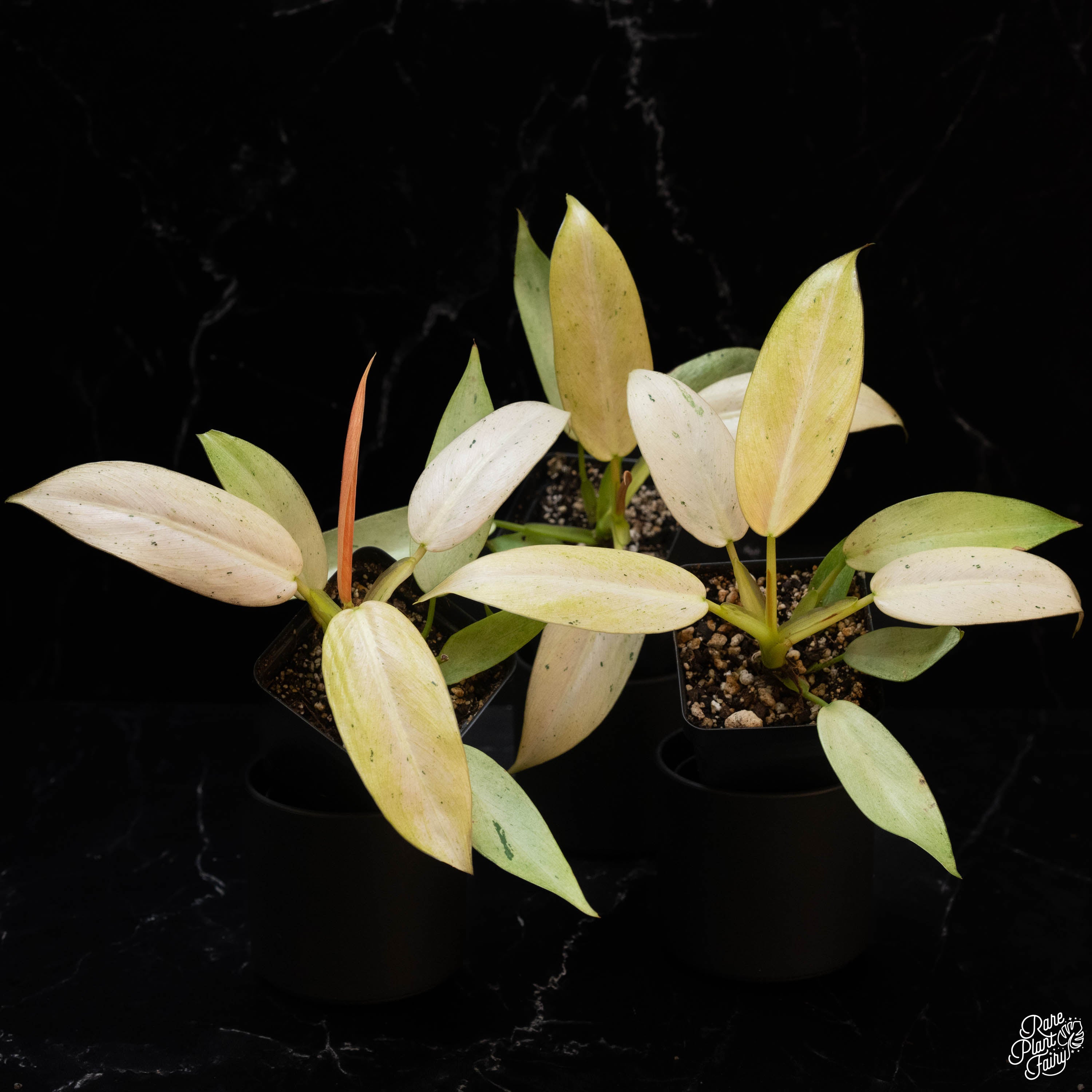 philodendron whipple way origin Philodendron 'Whipple Way' *Grower's Choice*