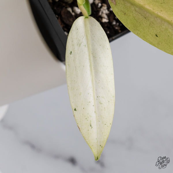 Philodendron 'Whipple Way' (wk35-B)
