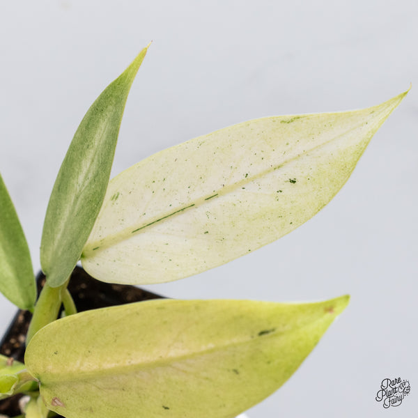 Philodendron 'Whipple Way' (wk35-B)