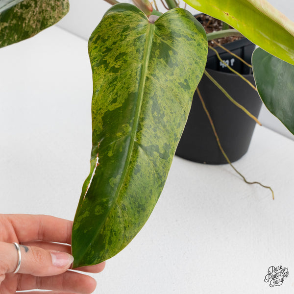 Philodendron Domesticum Marble Variegated (wk42-P)