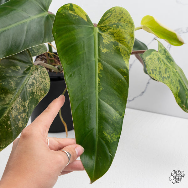 Philodendron Domesticum Marble Variegated (wk42-P)