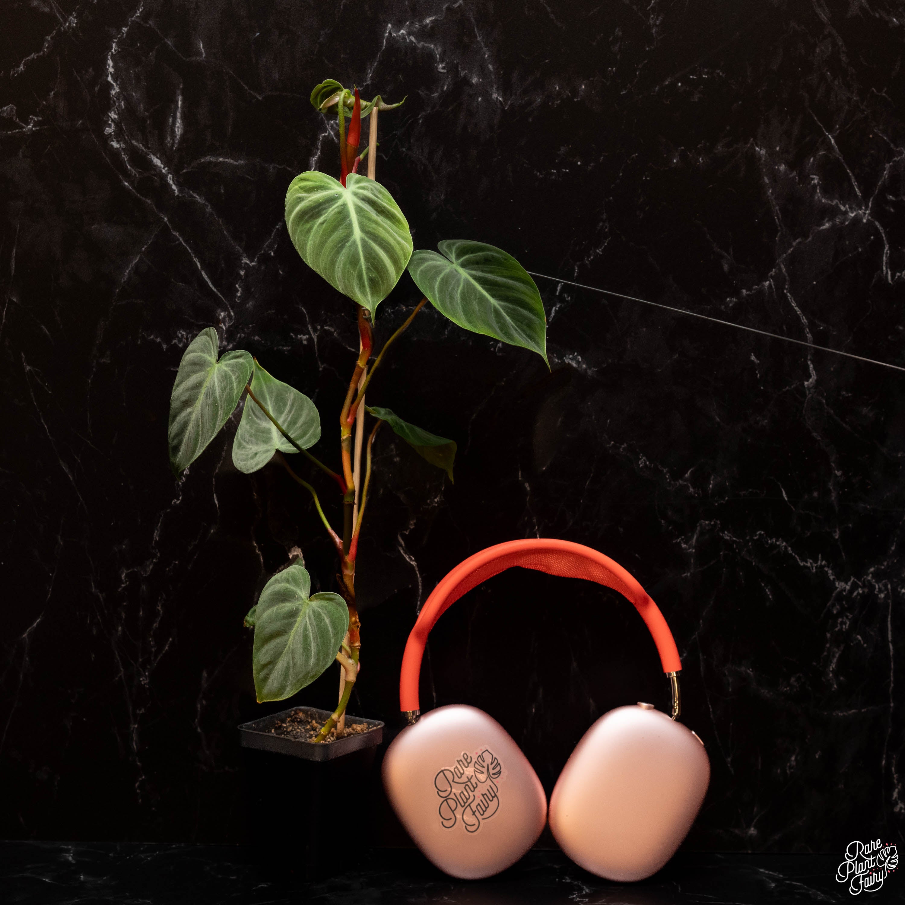 philodendron el choco red seeds Philodendron sp. 'El Choco Red' *Growers Choice* – Rare Plant Fairy