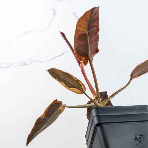 Philodendron Atabapoense Variegated (wk44-F)