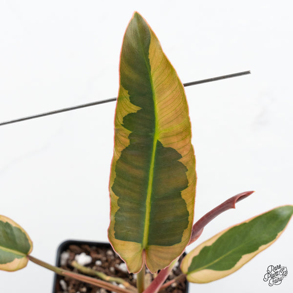 Philodendron Atabapoense Variegated (wk44-F)