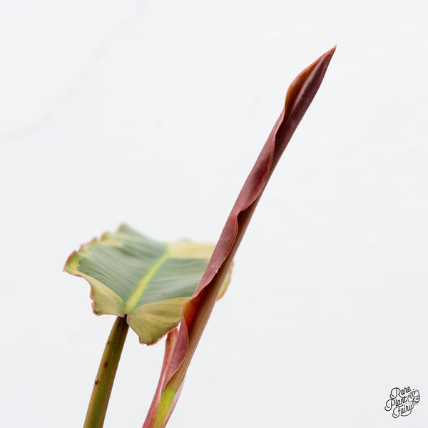 Philodendron Atabapoense Variegated (wk44-F)