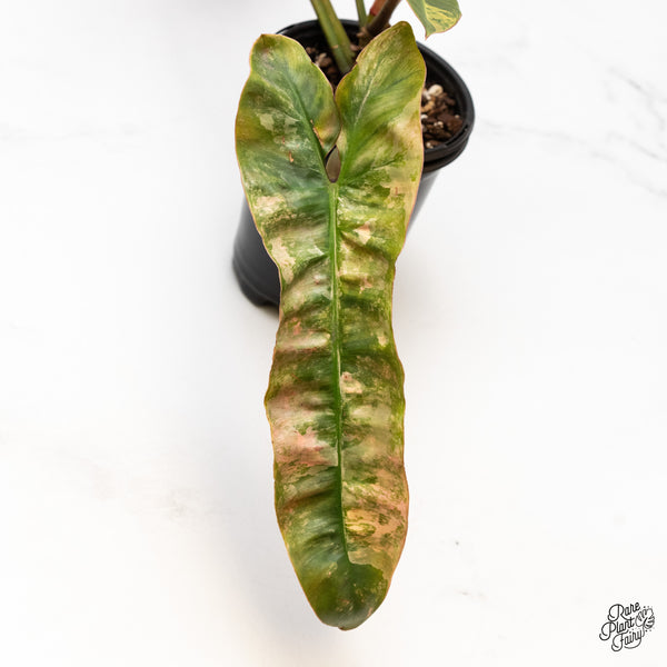 Philodendron Atabapoense Pink Variegated (wk46-Q)