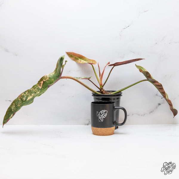 Philodendron Atabapoense Pink Variegated (wk46-Q)