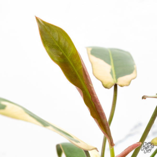 Philodendron Atabapoense Variegated (wk48-E)