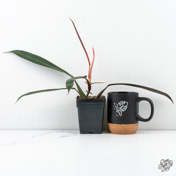 Philodendron 'Bicolor' (wk4-N)