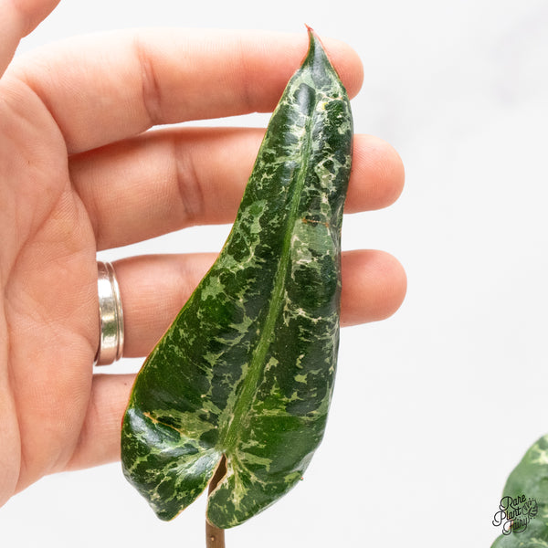 Philodendron 'Billietiae' Albo Variegated (wk46-H)