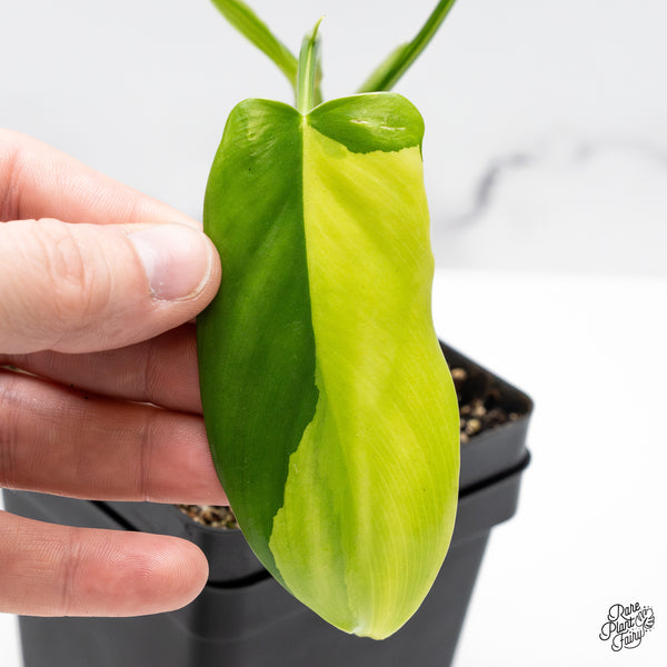 Philodendron Bipennifolium Variegated 'Violin' (aka Horse Head Philo) (wk45-AA)