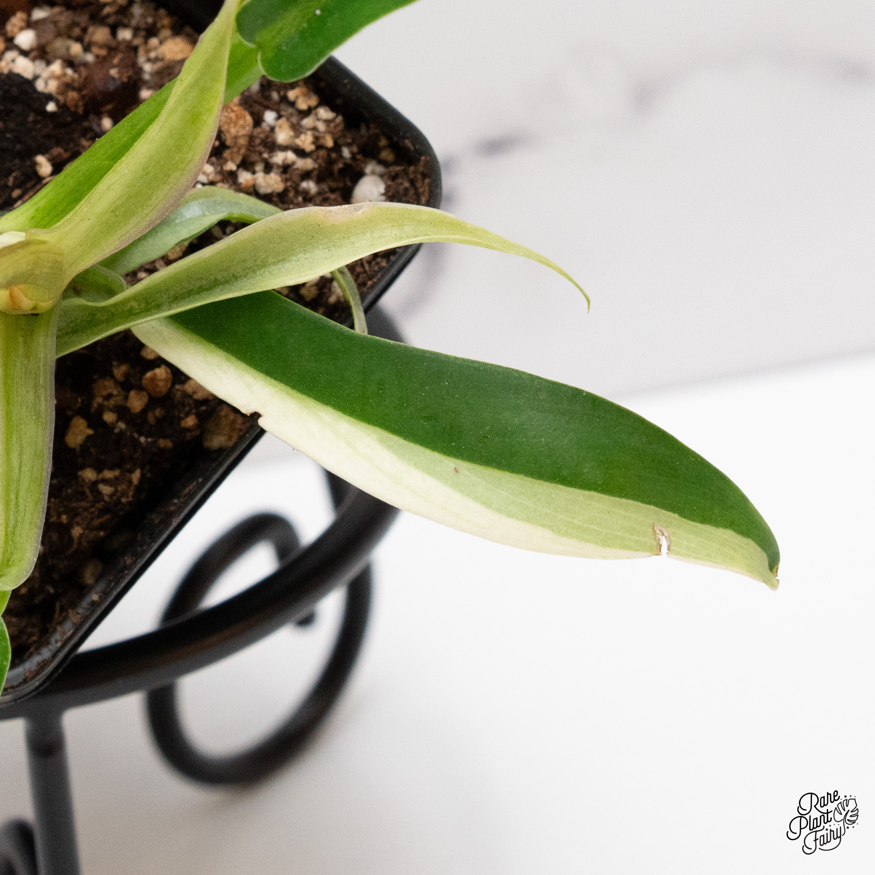 Philodendron 'Tortum' Albo Variegated (wk41-L) – Rare Plant Fairy