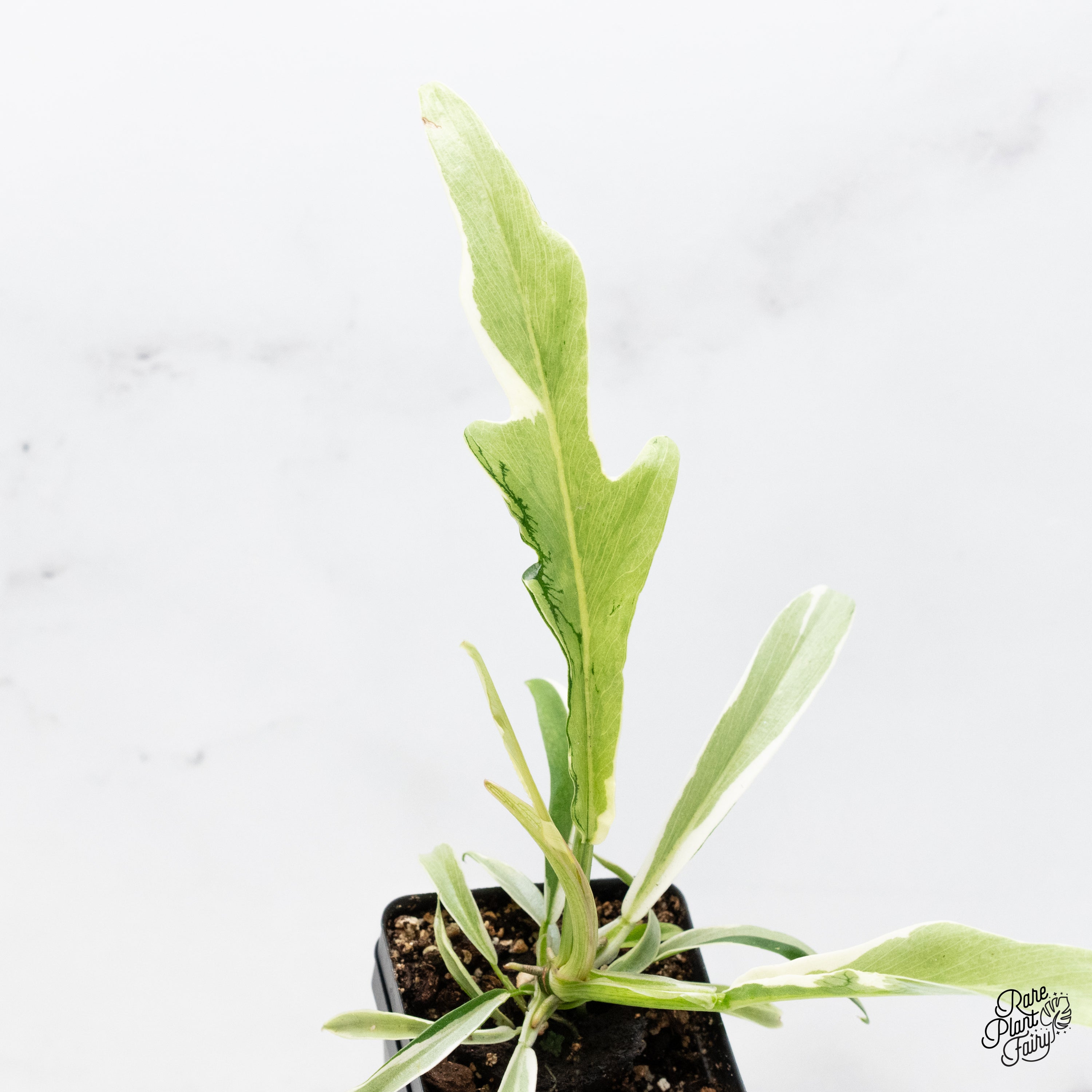 フィロデンドロン トータム アルボ Tortum albo Variegata Philodendron Bipinnatifidum 'Tortum' Albo Variegated (wk42-G