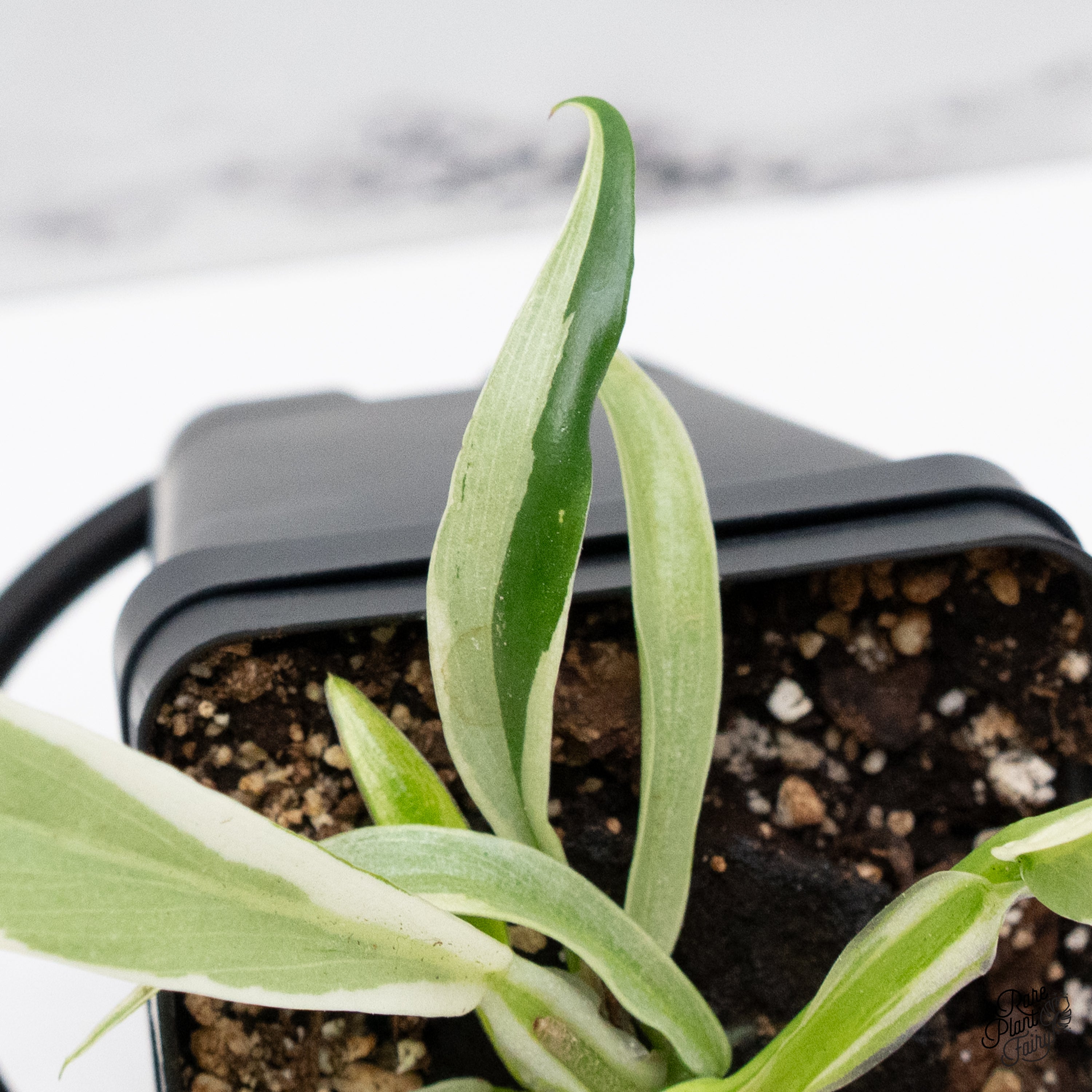 Philodendron Bipinnatifidum 'Tortum' Albo Variegated (wk42-G