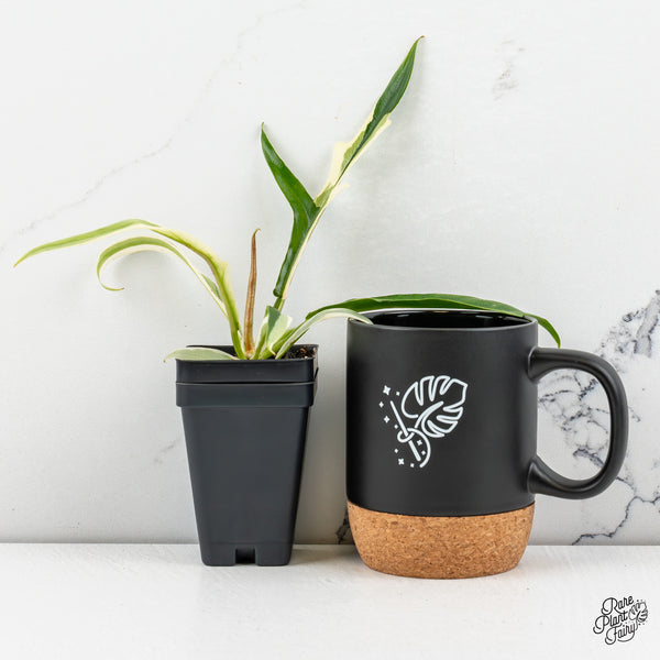 Philodendron 'Tortum' Albo Variegated (wk46-B)