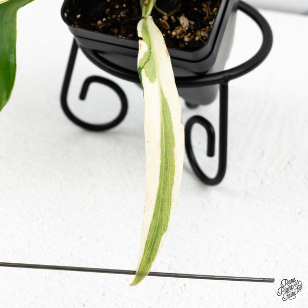 Philodendron 'Tortum' Albo Variegated (wk46-B)