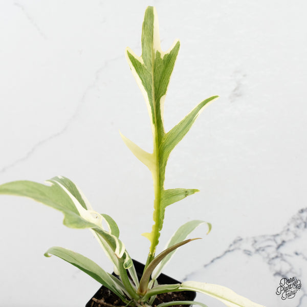 Philodendron Bipinnatifidum 'Tortum' Albo Variegated (wk47-C)