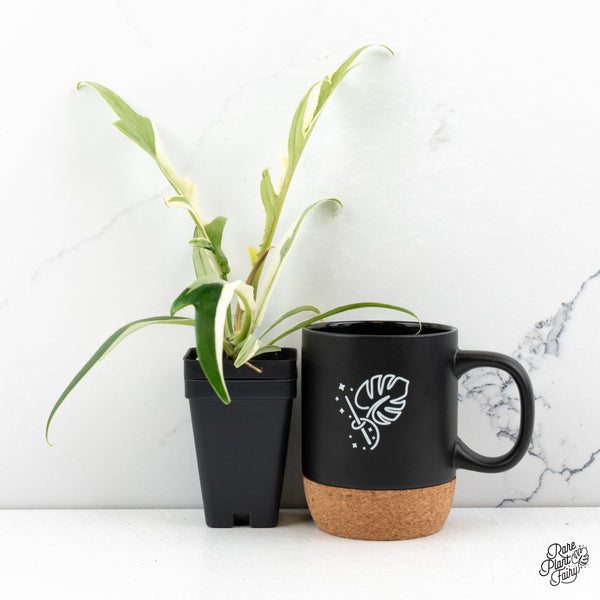 Philodendron Bipinnatifidum 'Tortum' Albo Variegated (wk47-C)