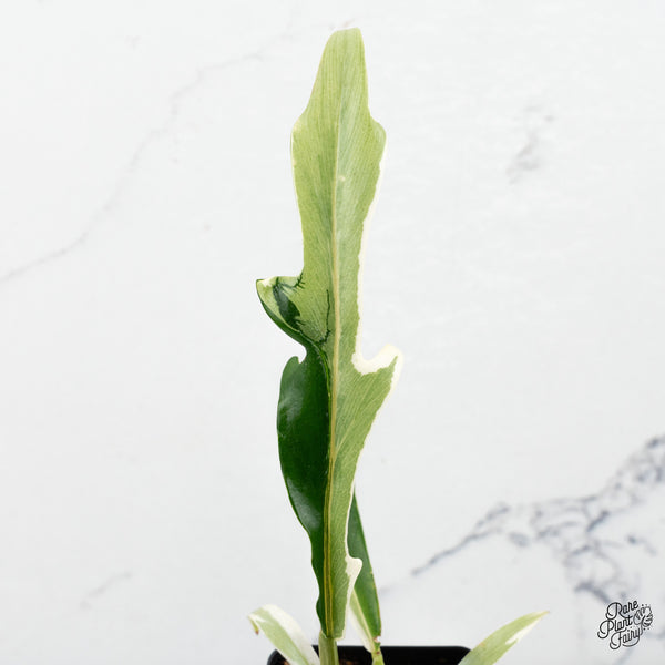 Philodendron Bipinnatifidum 'Tortum' Albo Variegated (wk48-N)