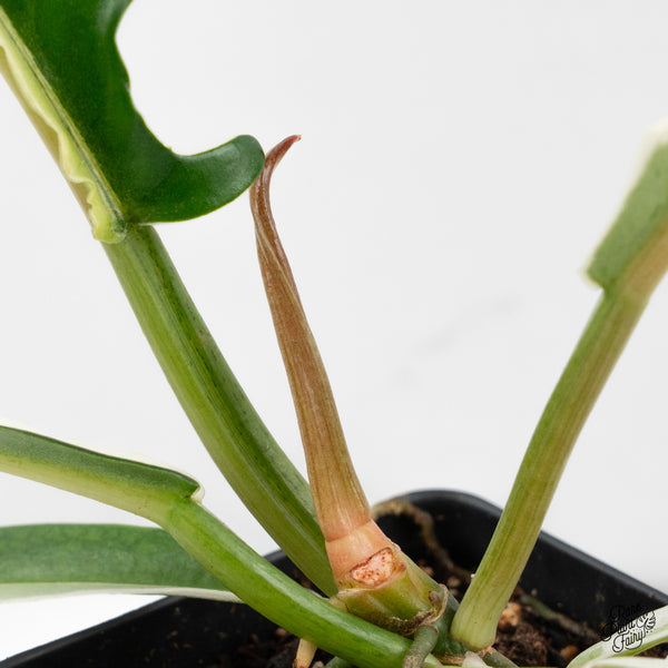 Philodendron Bipinnatifidum 'Tortum' Albo Variegated (wk48-N)