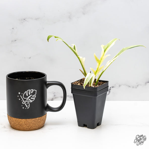 Philodendron Bipinnatifidum 'Tortum' Albo Variegated (wk51-K)