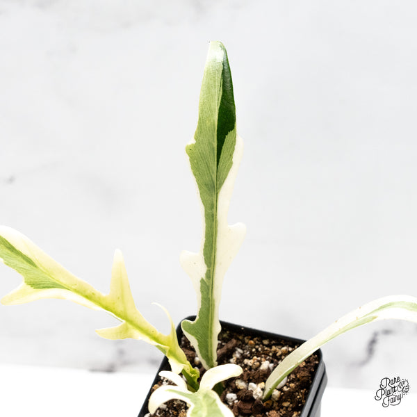 Philodendron Bipinnatifidum 'Tortum' Albo Variegated (wk51-K)