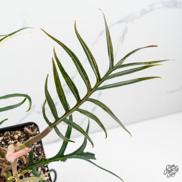 Philodendron Bipinnatifidum 'Tortum' Aurea Variegated (wk50-J)