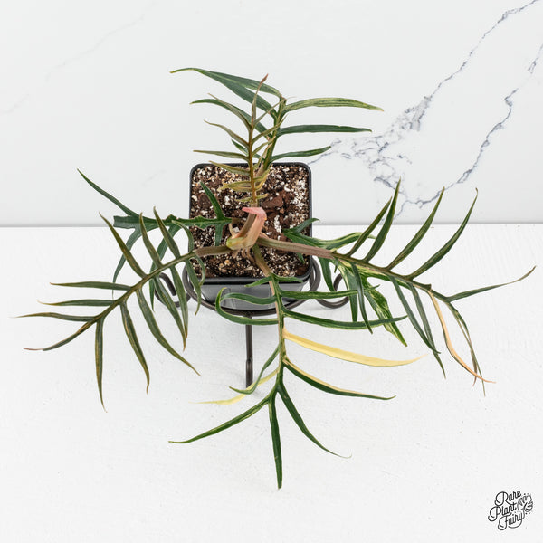 Philodendron Bipinnatifidum 'Tortum' Aurea Variegated (wk50-J)