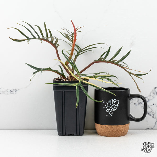 Philodendron Bipinnatifidum 'Tortum' Aurea Variegated (wk50-J)