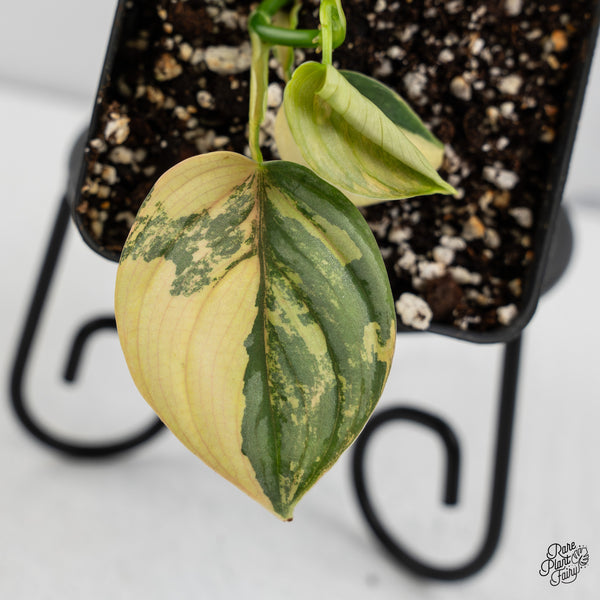 Philodendron Brandtianum Variegated (wk47-K)