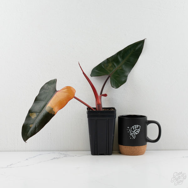 Philodendron 'Dark Lord' Variegated (wk8-UC)