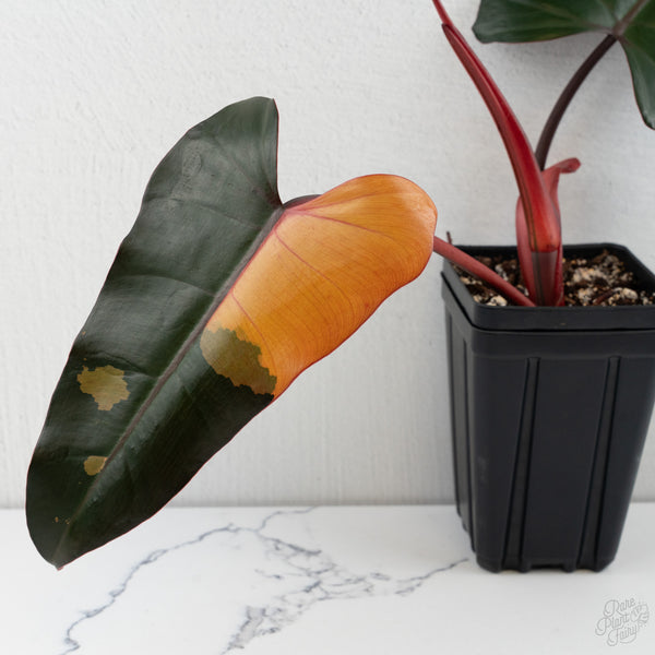 Philodendron 'Dark Lord' Variegated (wk8-UC)